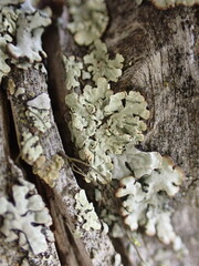 Parmeliopsis ambigua