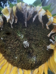 Carpocoris fuscispinus