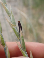 Claviceps purpurea