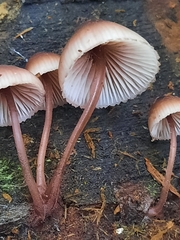 Mycena haematopus