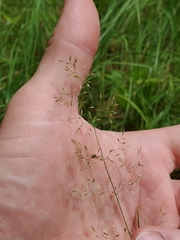 Agrostis