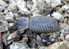 Cryptoglossa variolosa