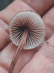 Mycena haematopus