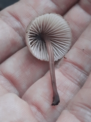 Mycena haematopus