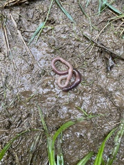 Lumbricus