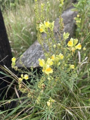 Linaria