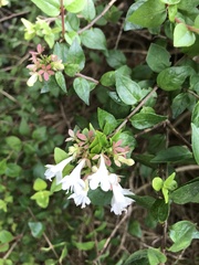 Abelia