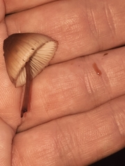 Mycena haematopus