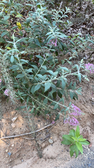 Buddleja davidii