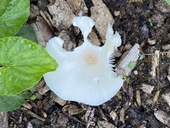 Leucocoprinus fragilissimus