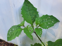 Solanum emulans