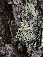 Evernia prunastri