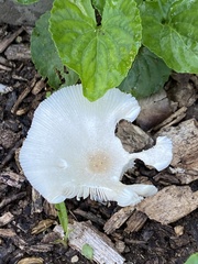 Leucocoprinus fragilissimus