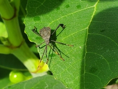 Acanthocephala terminalis