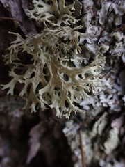 Evernia prunastri