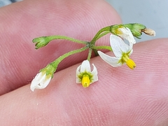 Solanum emulans
