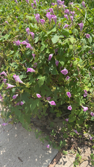 Ipomoea cordatotriloba