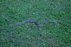 Hierophis viridiflavus