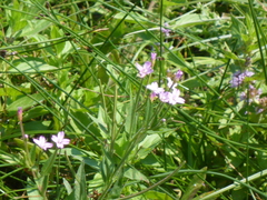 Epilobium palustre