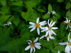 Eurybia chlorolepis