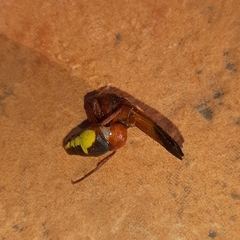 Rhynchium oculatum