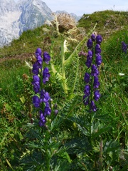Aconitum tauricum