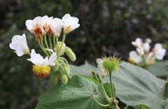 Sparrmannia africana
