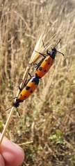 Mylabris quadripunctata