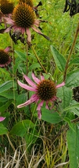 Echinacea purpurea