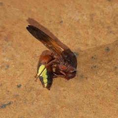 Rhynchium oculatum