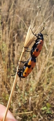 Mylabris quadripunctata