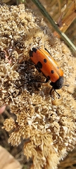 Mylabris quadripunctata