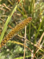 Carex utriculata