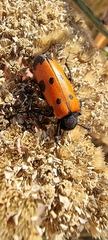 Mylabris quadripunctata