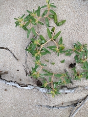 Euphorbia polygonifolia