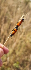 Mylabris quadripunctata