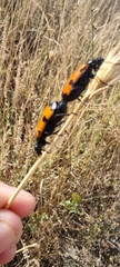 Mylabris quadripunctata
