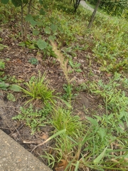 Coleataenia rigidula