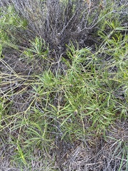 Stillingia texana