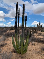 Lophocereus schottii