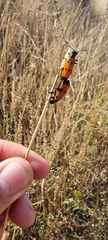 Mylabris quadripunctata