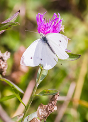 Pieris rapae