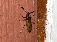 Centrodera decolorata
