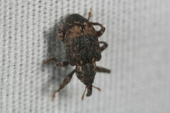 Conotrachelus aratus