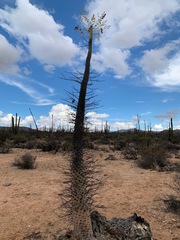 Fouquieria columnaris