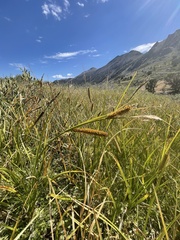 Carex utriculata
