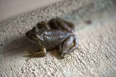 Lithobates catesbeianus