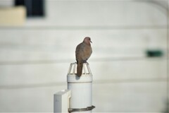 Streptopelia senegalensis