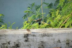 Streptopelia senegalensis