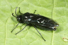 Arge berberidis